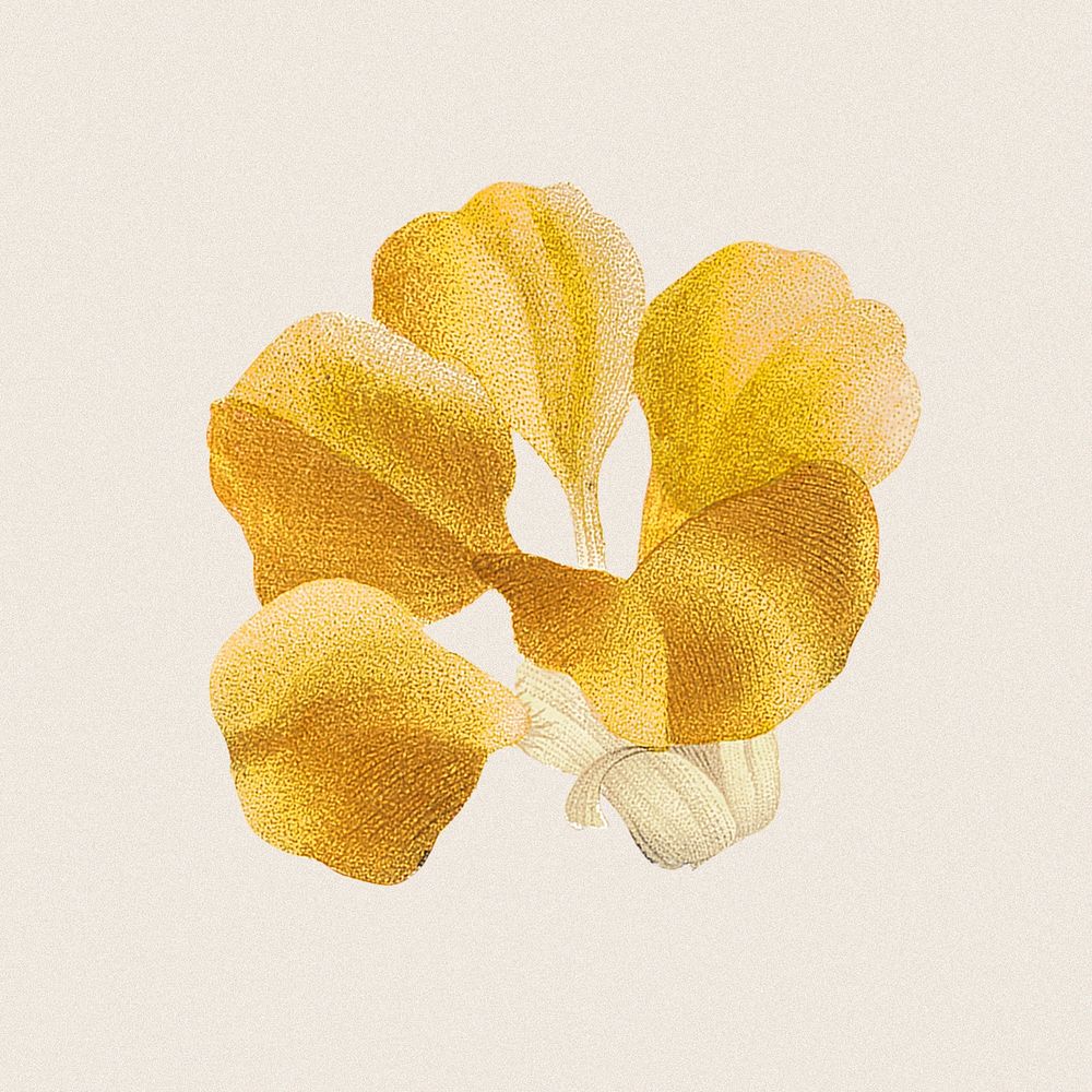 Flower sticker, vintage yellow botanical design psd, remixed from original artworks by Pierre Joseph Redout&eacute;