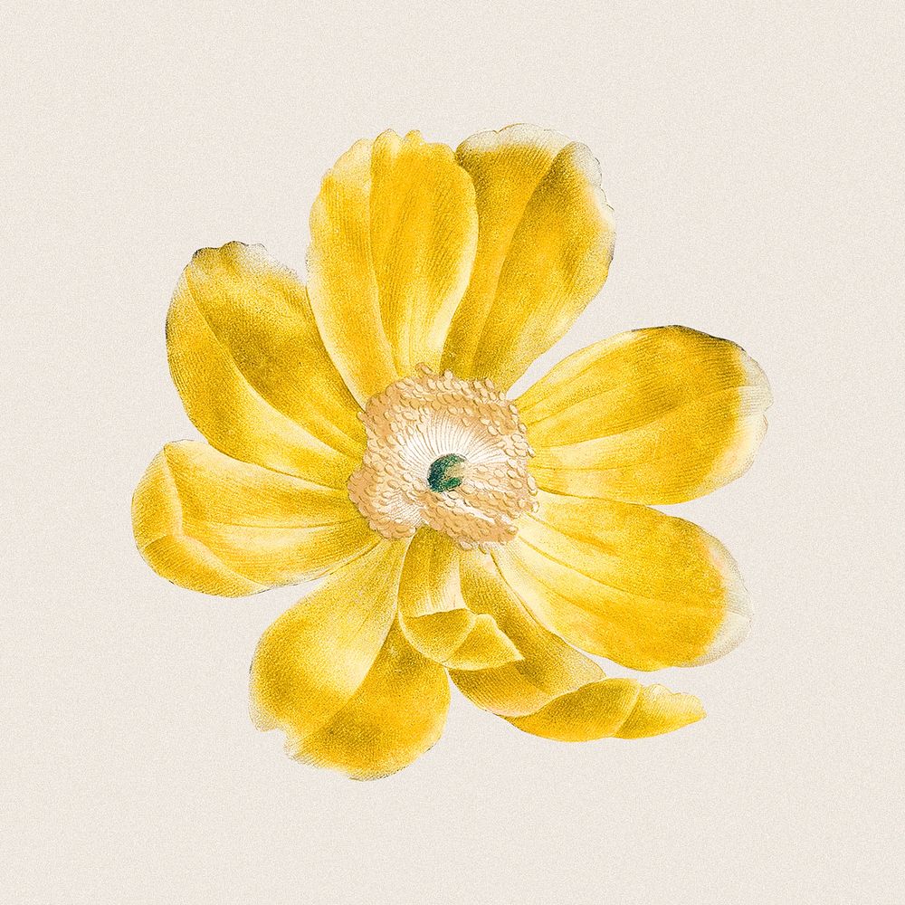Vintage flower, yellow botanical design, remixed from original artworks by Pierre Joseph Redout&eacute;