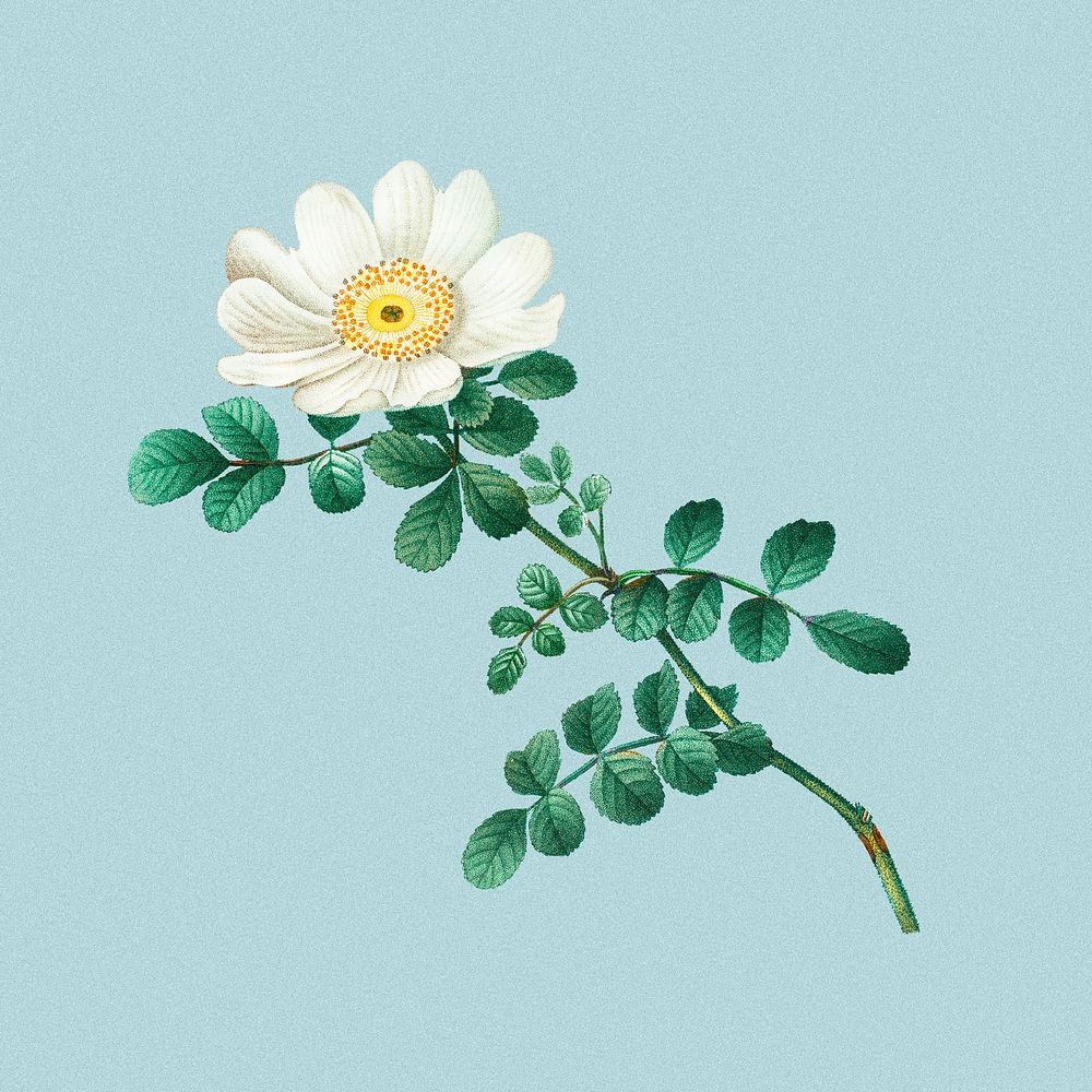 White flower, vintage botanical design, remixed from original artworks by Pierre Joseph Redout&eacute;