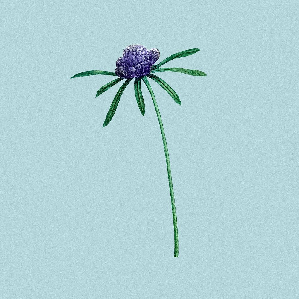 Purple flower, vintage botanical design, remixed from original artworks by Pierre Joseph Redout&eacute;