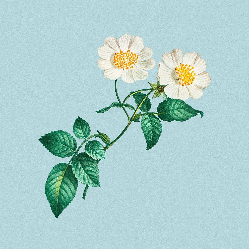 White flower, vintage botanical design, remixed from original artworks by Pierre Joseph Redout&eacute;