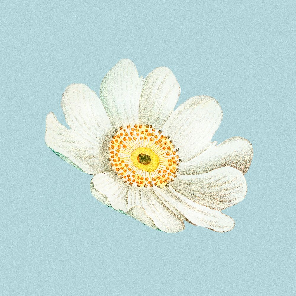 Vintage flower sticker, white floral design psd, remixed from original artworks by Pierre Joseph Redout&eacute;