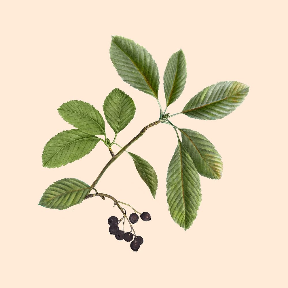 Green leaf, fruit botanical design, remixed from original artworks by Pierre Joseph Redout&eacute;