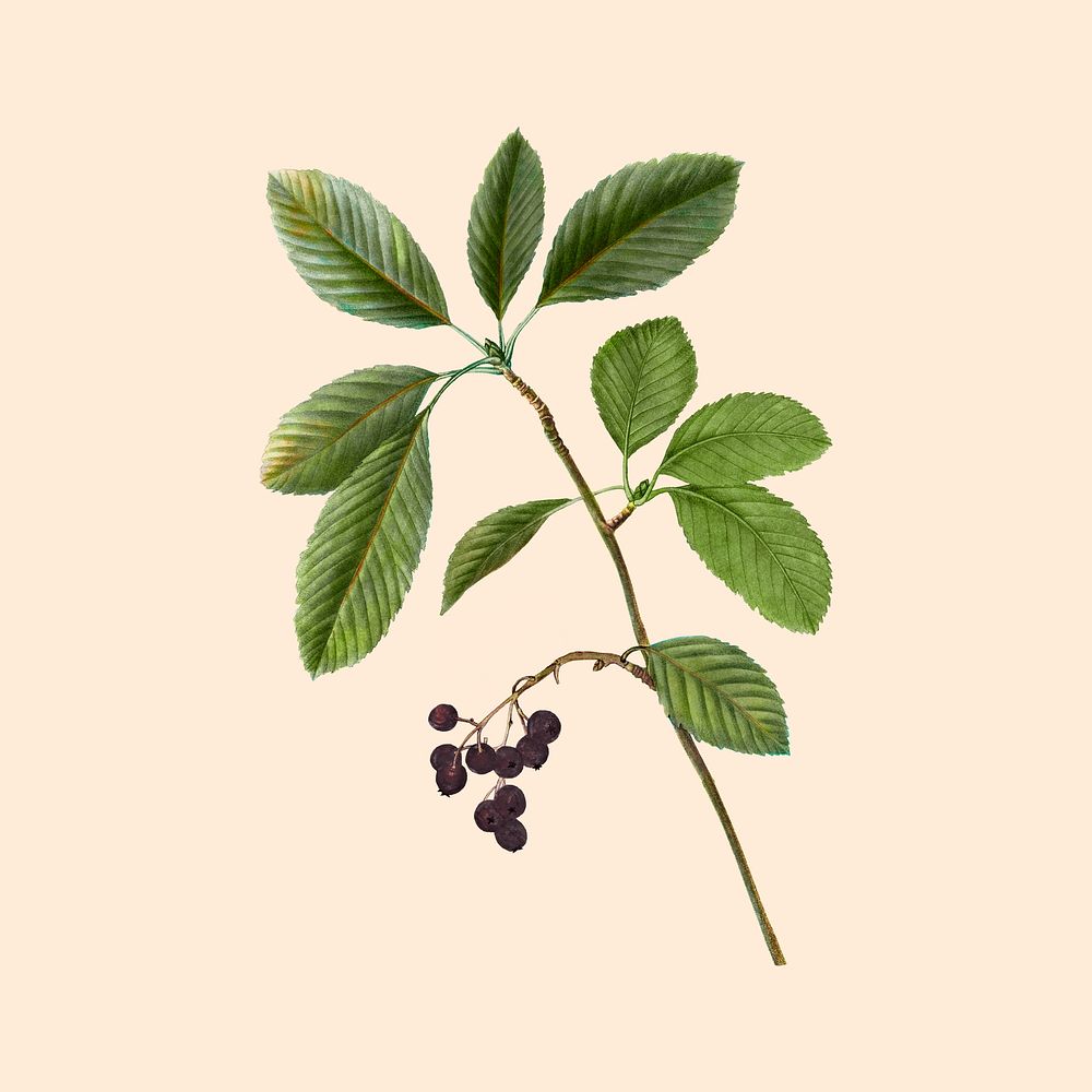 Leaf branch sticker, botanical design psd, remixed from original artworks by Pierre Joseph Redout&eacute;