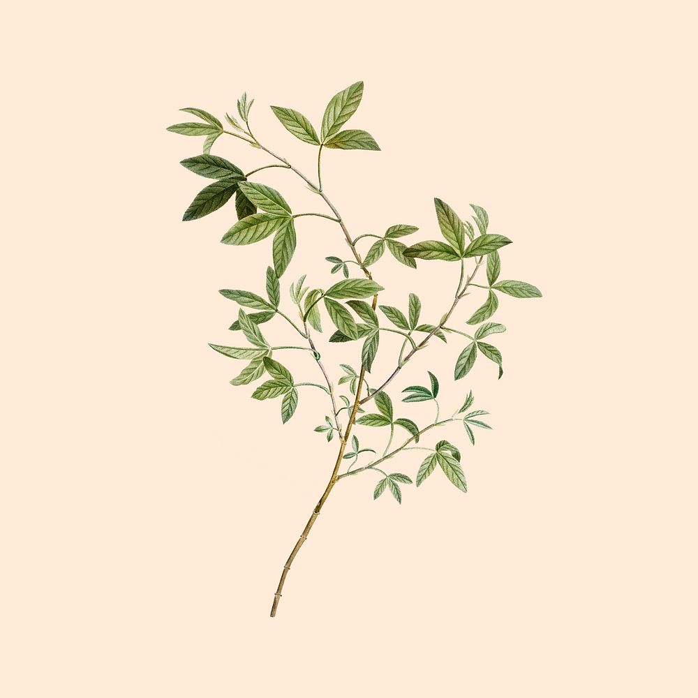 Green leaf branch, botanical design, remixed from original artworks by Pierre Joseph Redout&eacute;