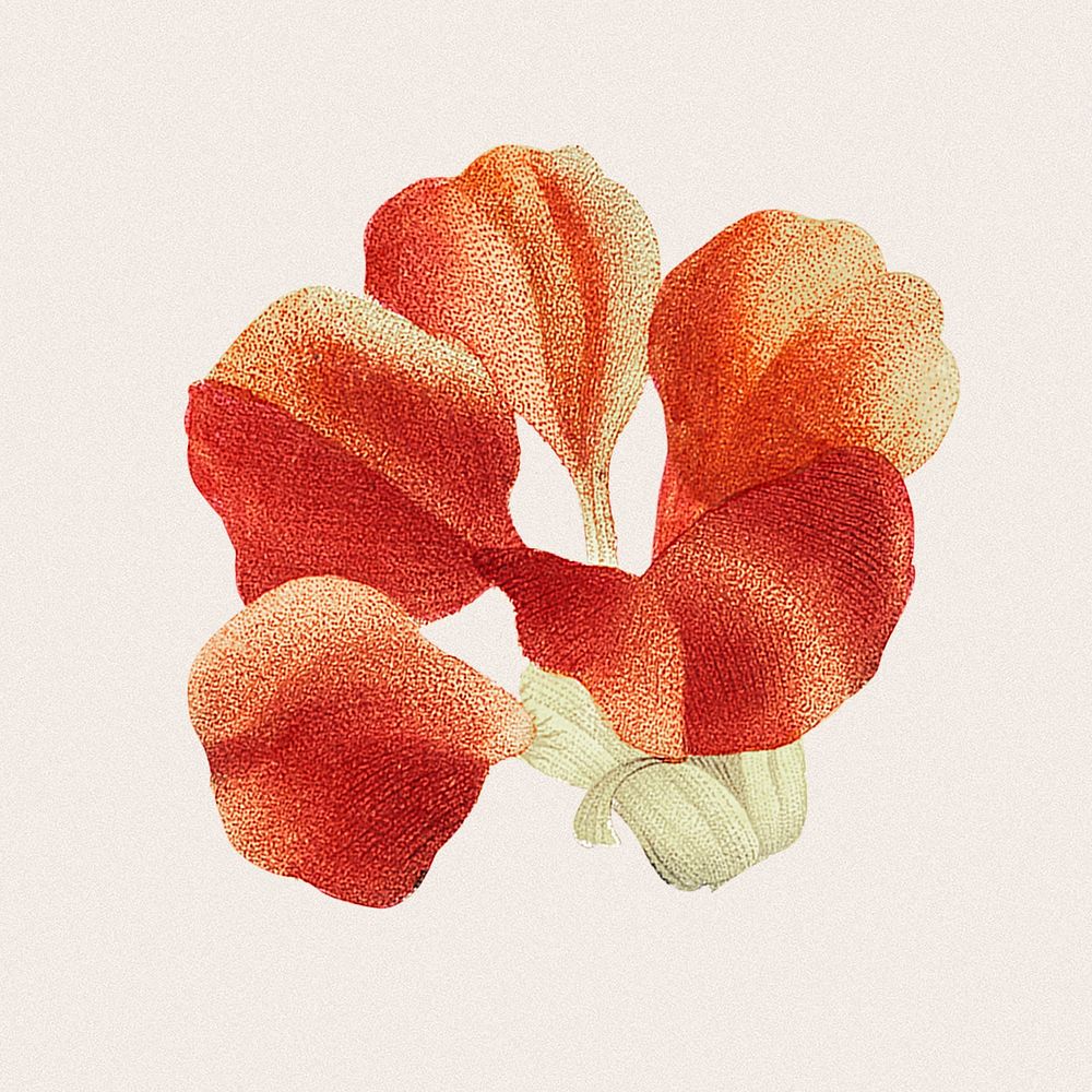 Vintage red flower, botanical design, remixed from original artworks by Pierre Joseph Redout&eacute;