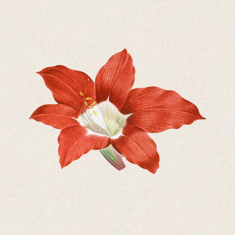 Red flower sticker, vintage botanical design vector, remixed from original artworks by Pierre Joseph Redout&eacute;