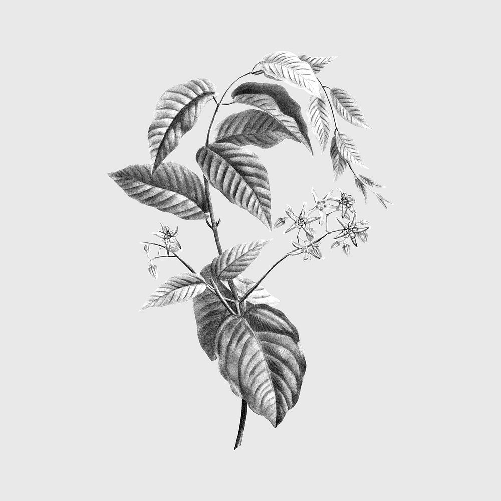 Gray leaf, botanical design, remixed from original artworks by Pierre Joseph Redout&eacute;