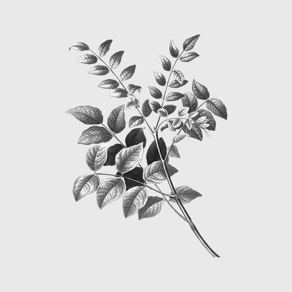 Gray leaf, botanical design, remixed from original artworks by Pierre Joseph Redout&eacute;