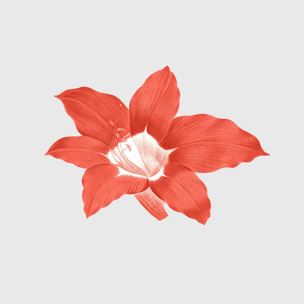 Flower sticker, vintage red botanical design psd, remixed from original artworks by Pierre Joseph Redout&eacute;