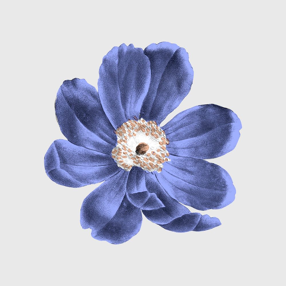 Vintage flower, botanical design, remixed from original artworks by Pierre Joseph Redout&eacute;
