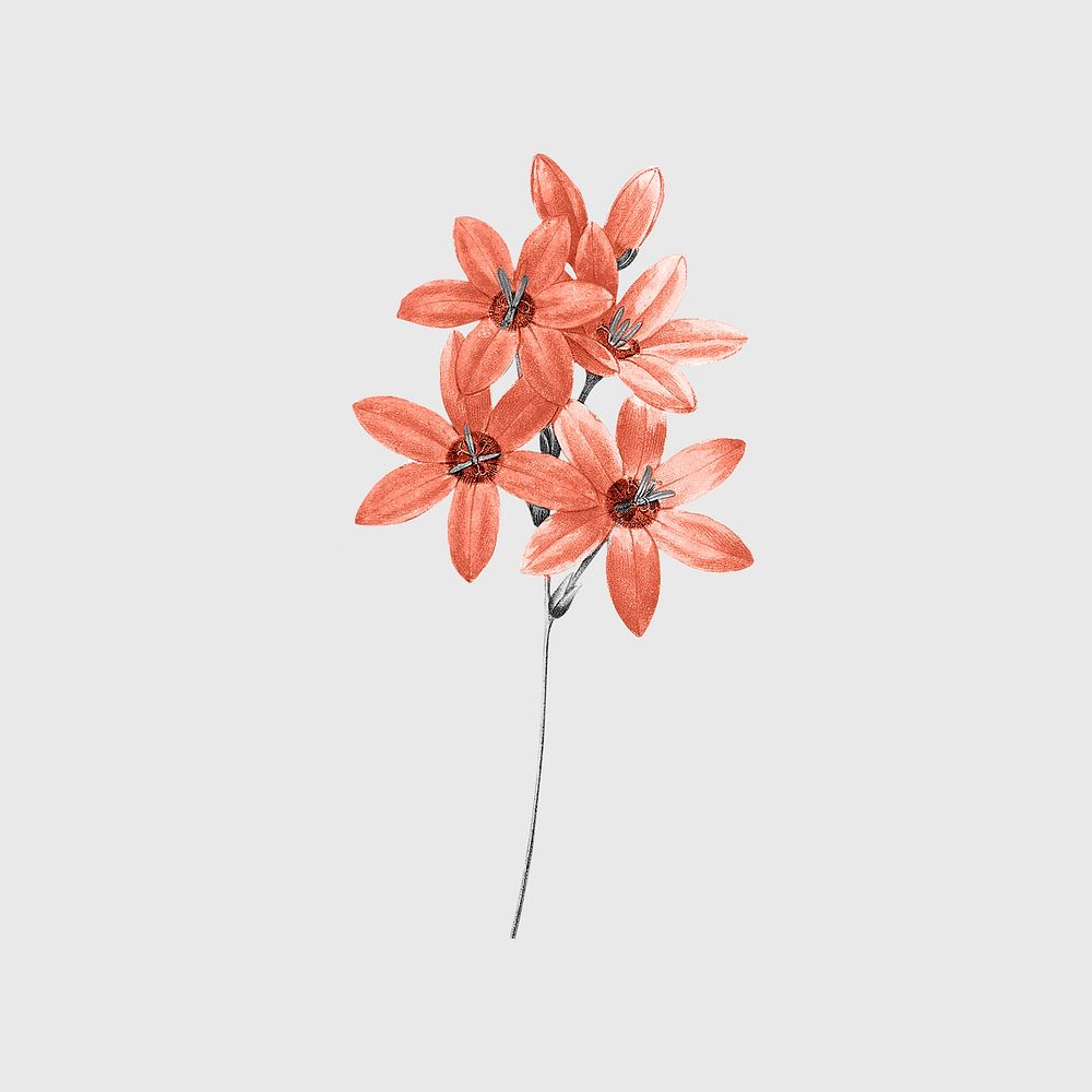 Retro red flower, botanical design, remixed from original artworks by Pierre Joseph Redout&eacute;