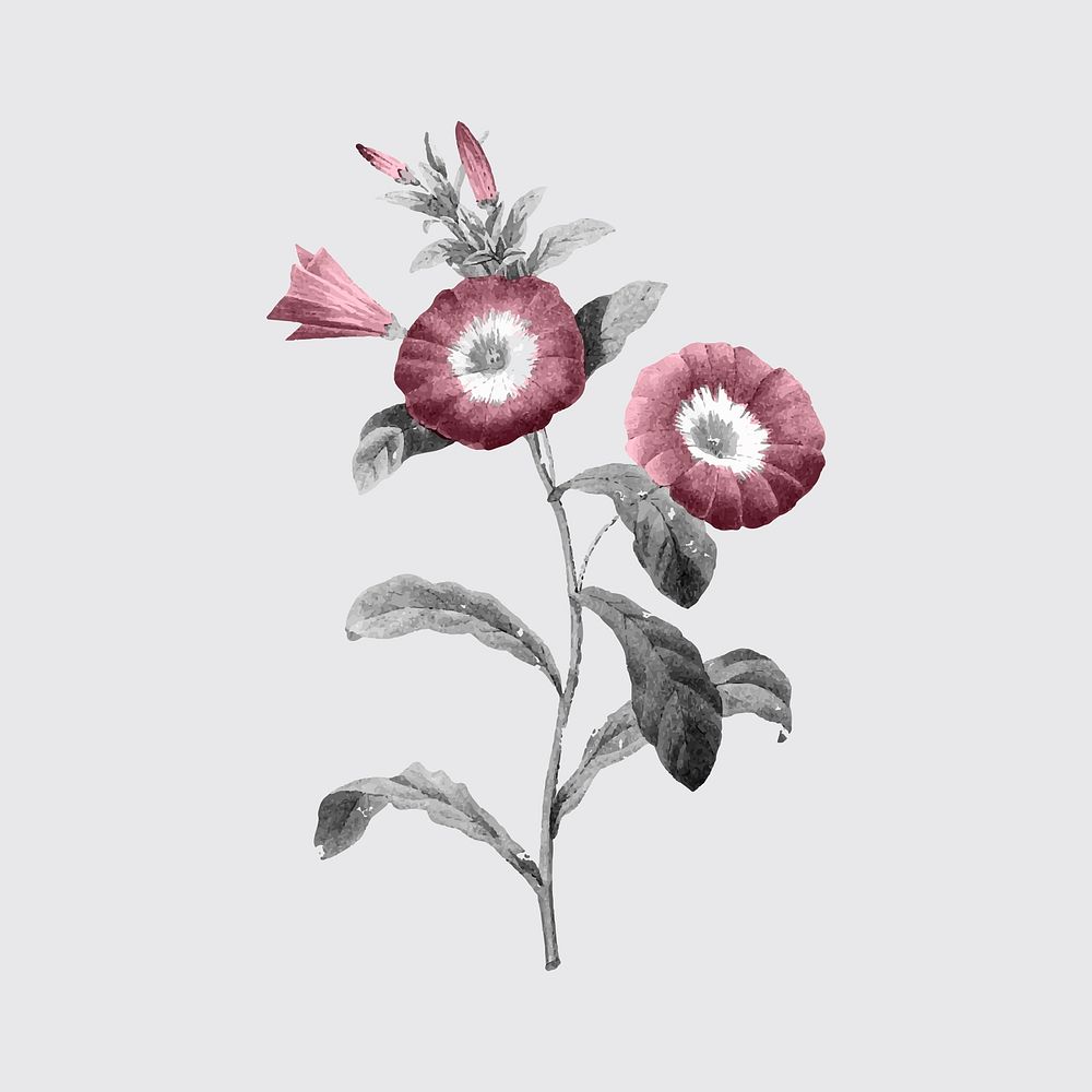 Retro floral sticker, vintage botanical design vector, remixed from original artworks by Pierre Joseph Redout&eacute;