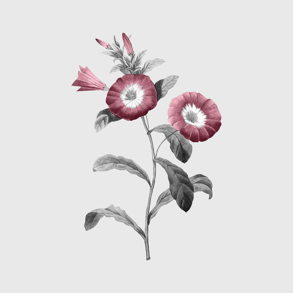 Retro flower, botanical design, remixed from original artworks by Pierre Joseph Redout&eacute;