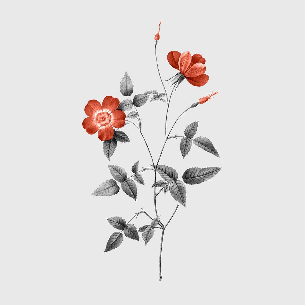 Vintage red floral, botanical design, remixed from original artworks by Pierre Joseph Redout&eacute;