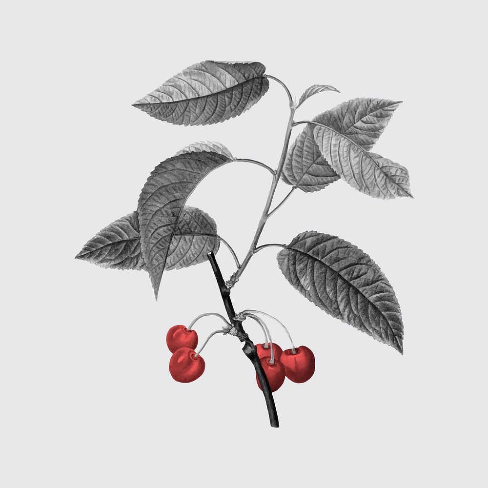 Cherry branch sticker, grayscale red botanical design vector, remixed from original artworks by Pierre Joseph Redout&eacute;