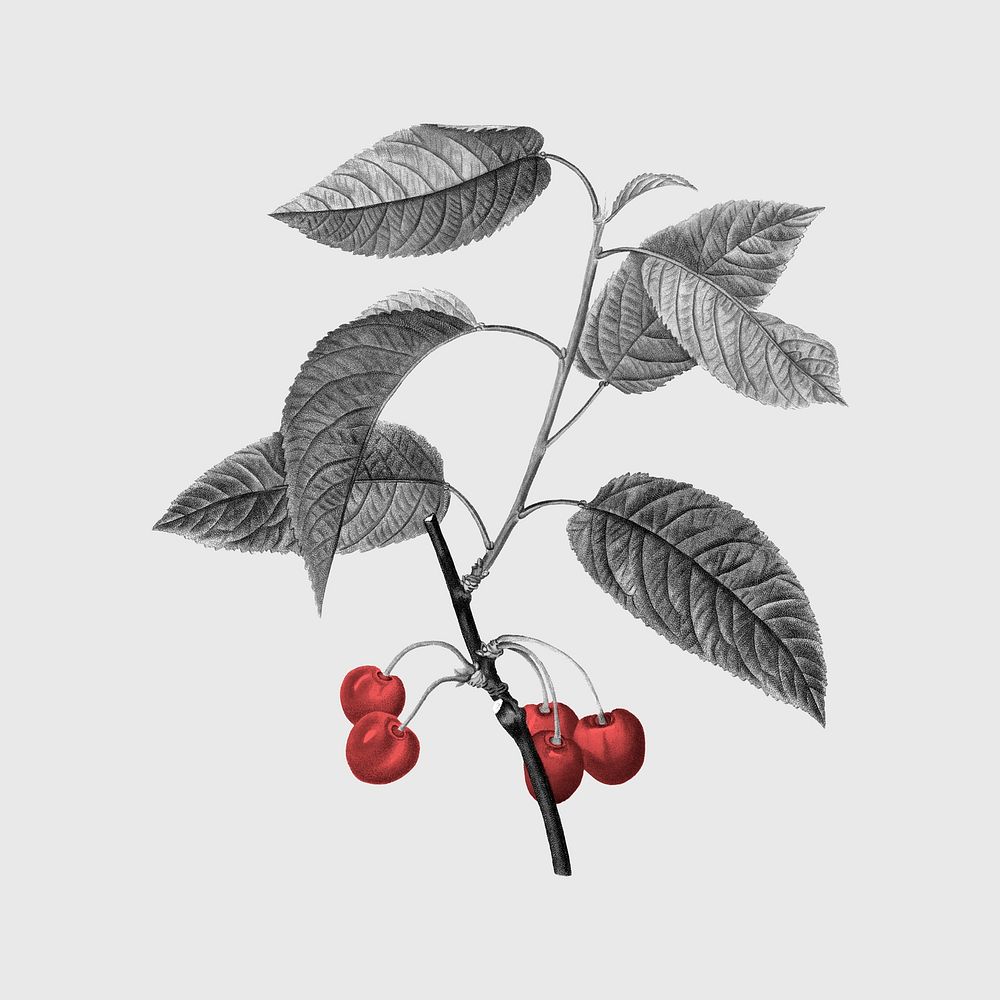 Berry branch, botanical design, remixed from original artworks by Pierre Joseph Redout&eacute;