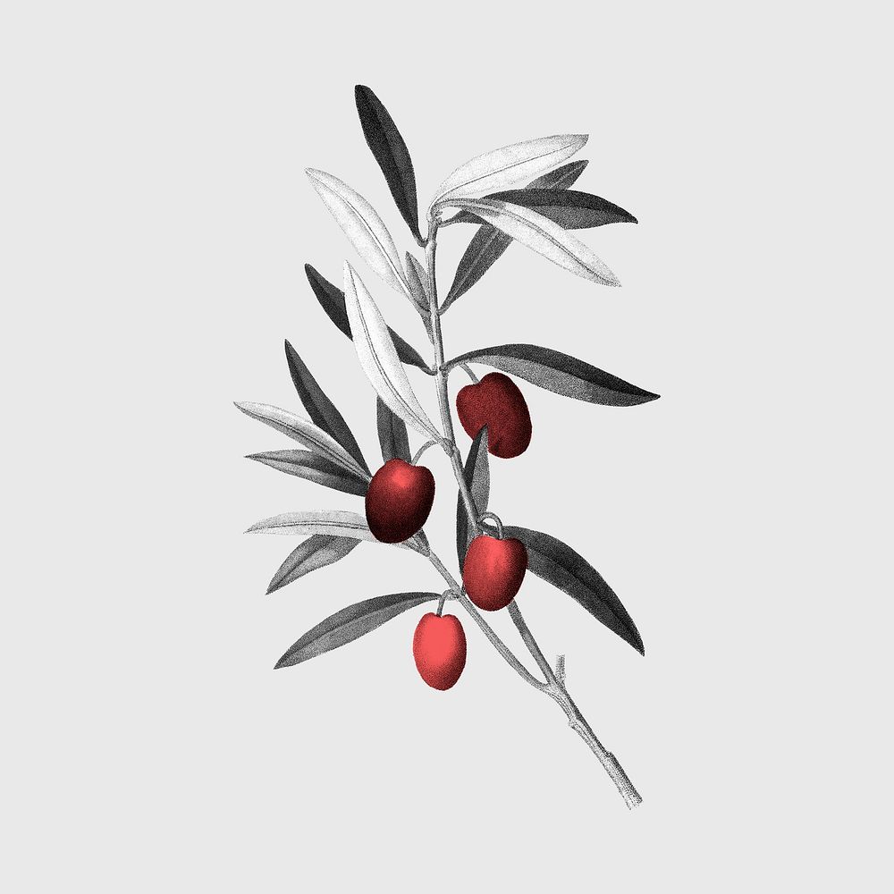 Olive branch sticker, retro botanical design psd, remixed from original artworks by Pierre Joseph Redout&eacute;