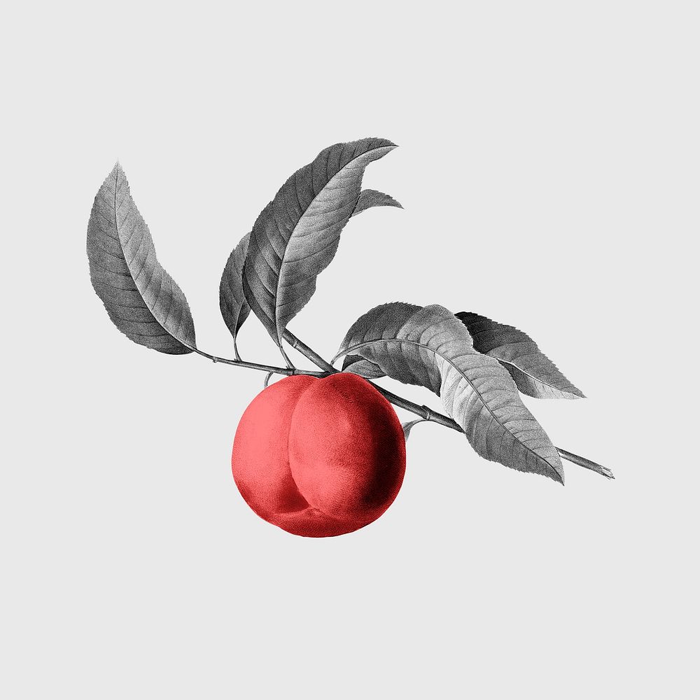 Red peach, botanical design, remixed from original artworks by Pierre Joseph Redout&eacute;