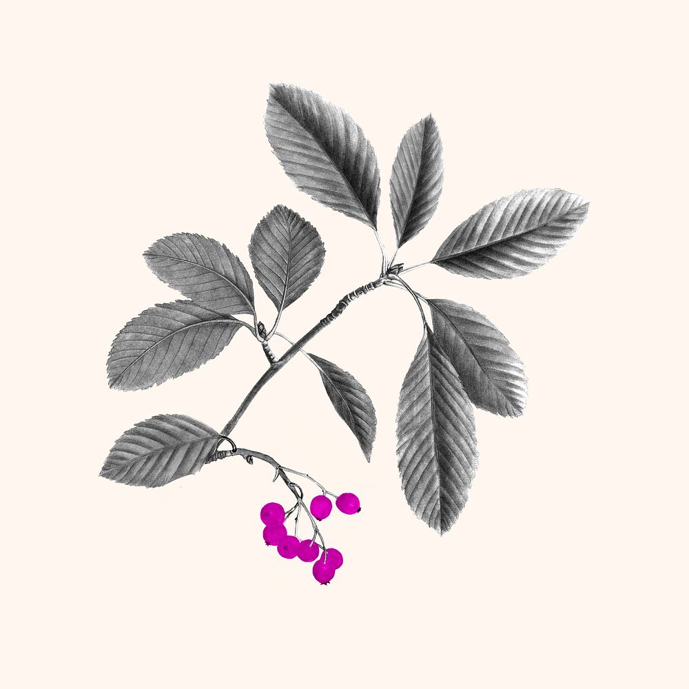 Berry branch, botanical design, remixed from original artworks by Pierre Joseph Redout&eacute;
