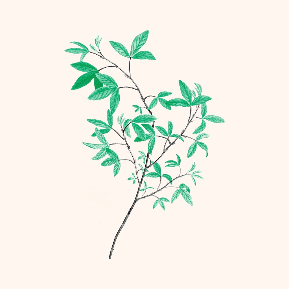 Leaf branch, green botanical design, remixed from original artworks by Pierre Joseph Redout&eacute;