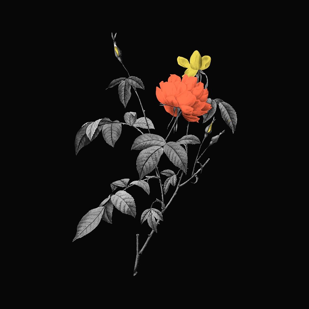 Aesthetic flower sticker, retro botanical design vector, remixed from original artworks by Pierre Joseph Redout&eacute;