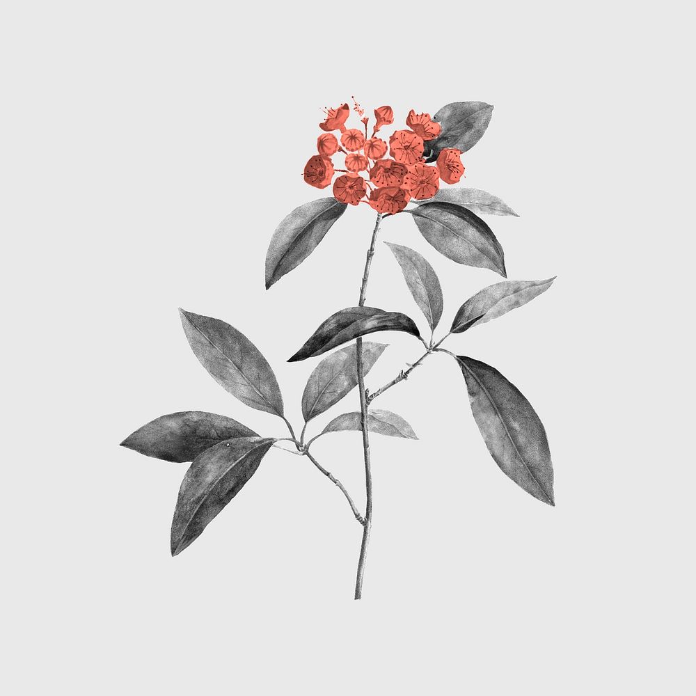 Retro floral, vintage red botanical design, remixed from original artworks by Pierre Joseph Redout&eacute;