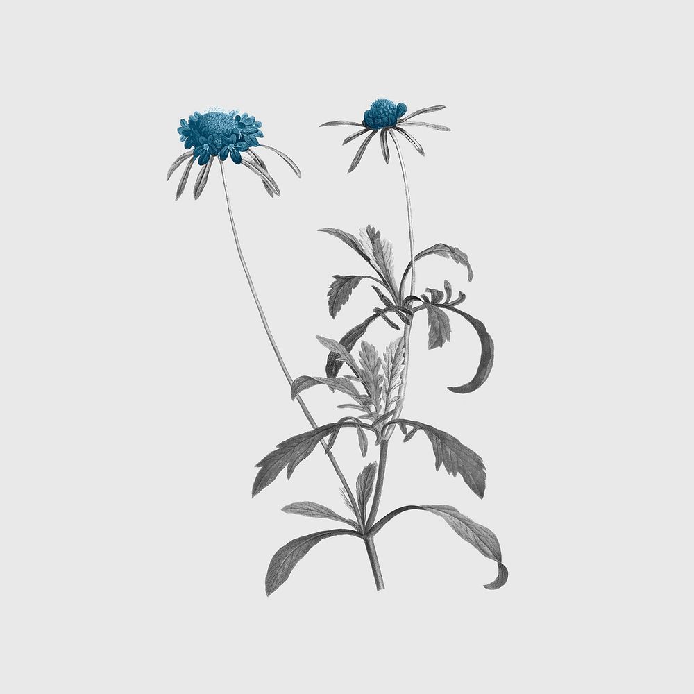 Retro floral, vintage blue botanical design, remixed from original artworks by Pierre Joseph Redout&eacute;