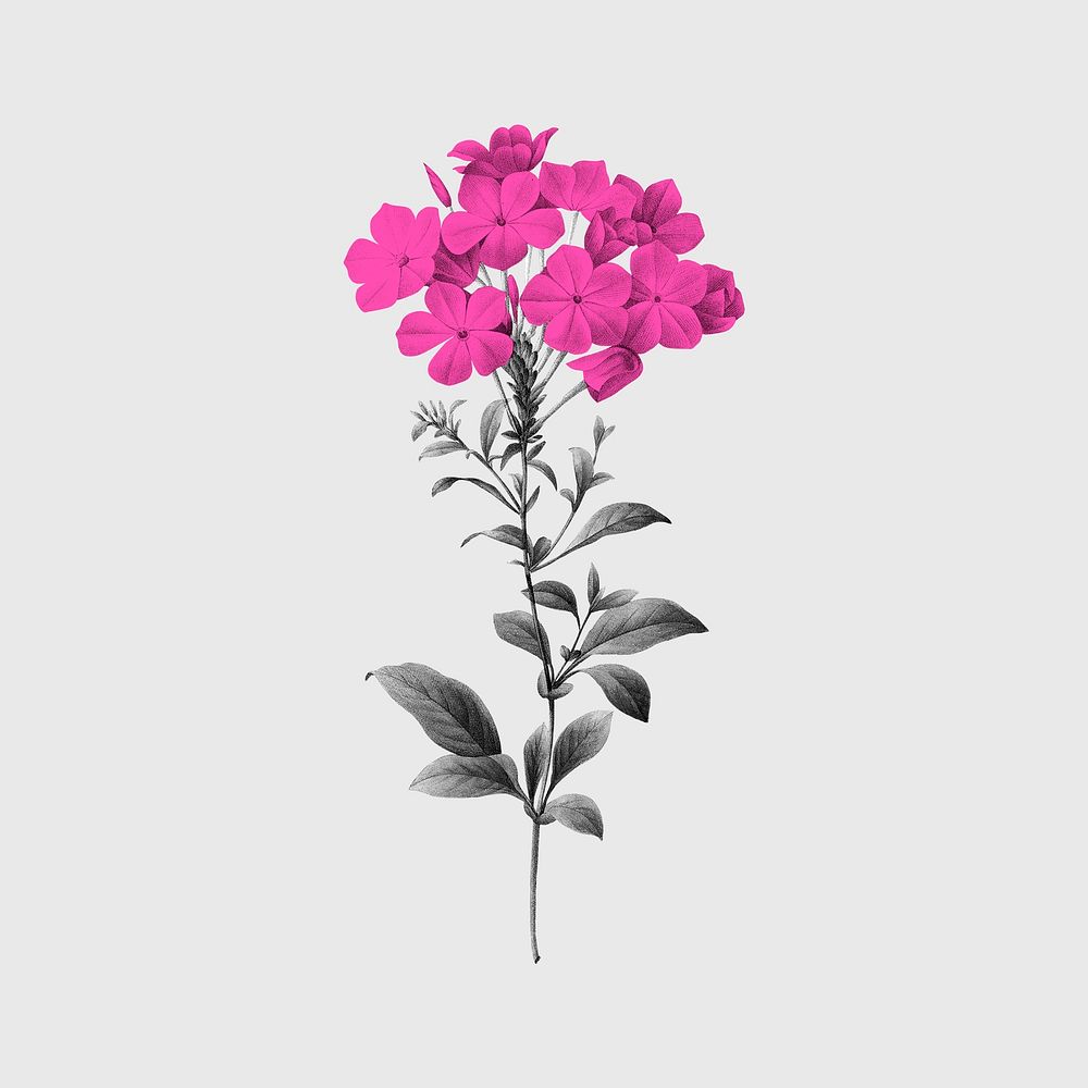 Vintage pink botanical, flower design, remixed from original artworks by Pierre Joseph Redout&eacute;