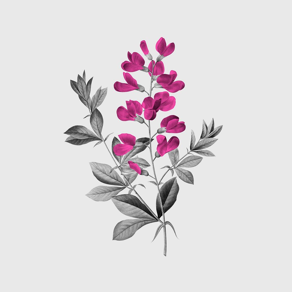 Vintage pink botanical, flower design, remixed from original artworks by Pierre Joseph Redout&eacute;