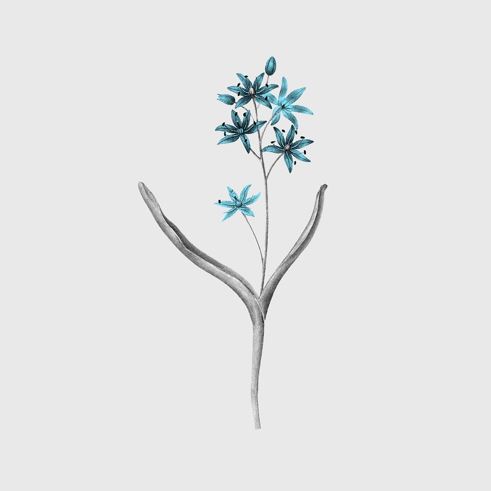 Blue flower, vintage botanical design, remixed from original artworks by Pierre Joseph Redout&eacute;
