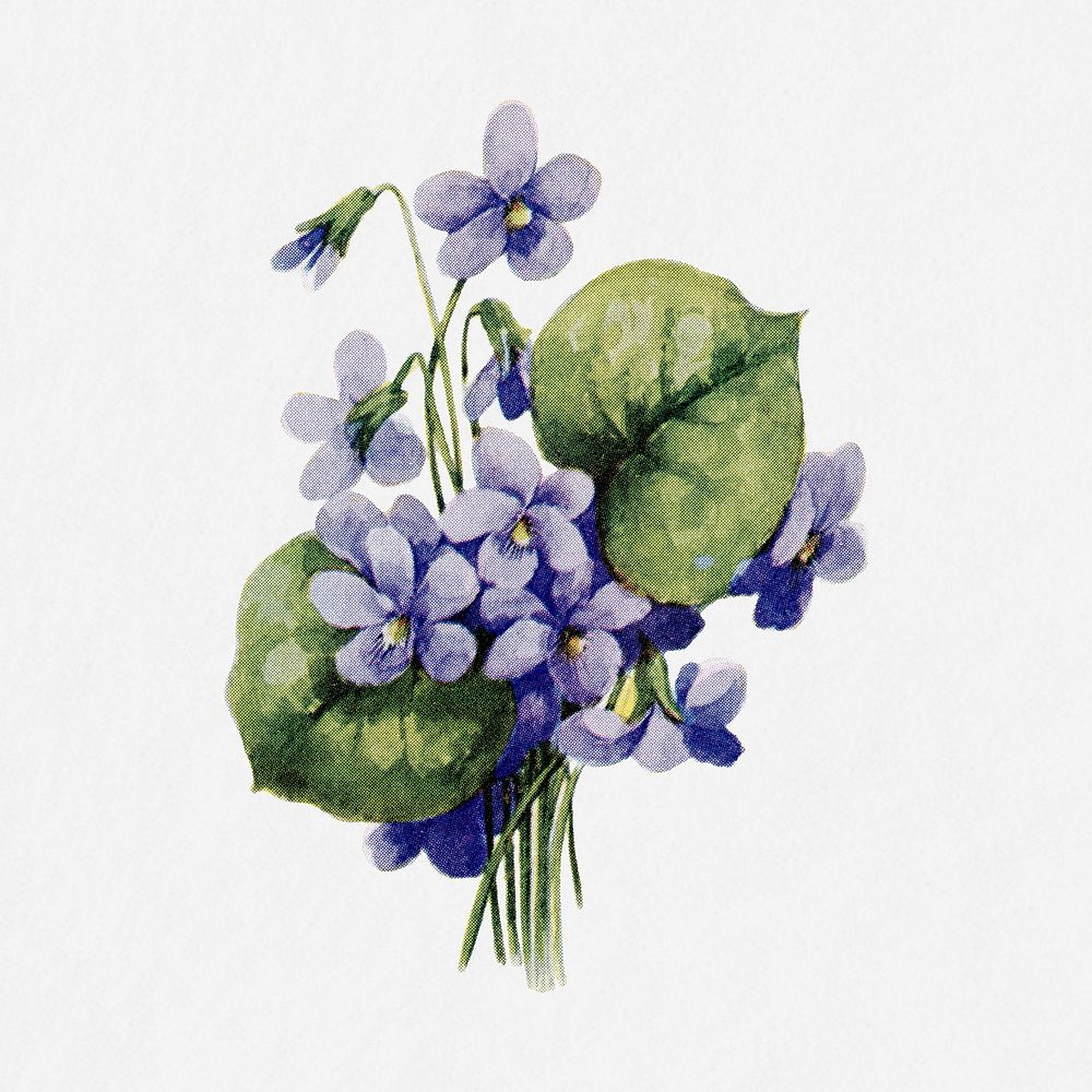 Violets flower illustration, vintage watercolor design, digitally enhanced from our own original copy of The Open Door to…