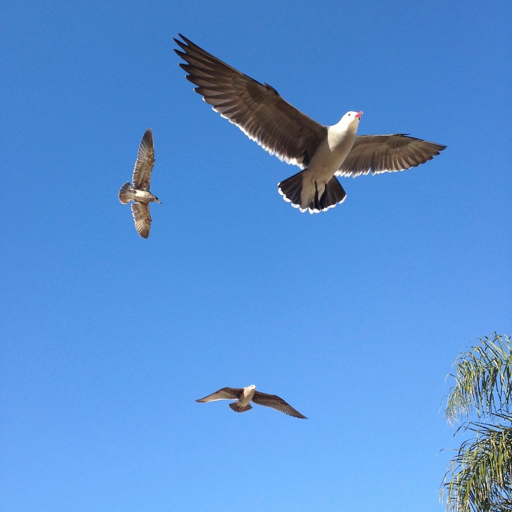 Free seagulls flying in blue sky photo, public domain animal CC0 image.