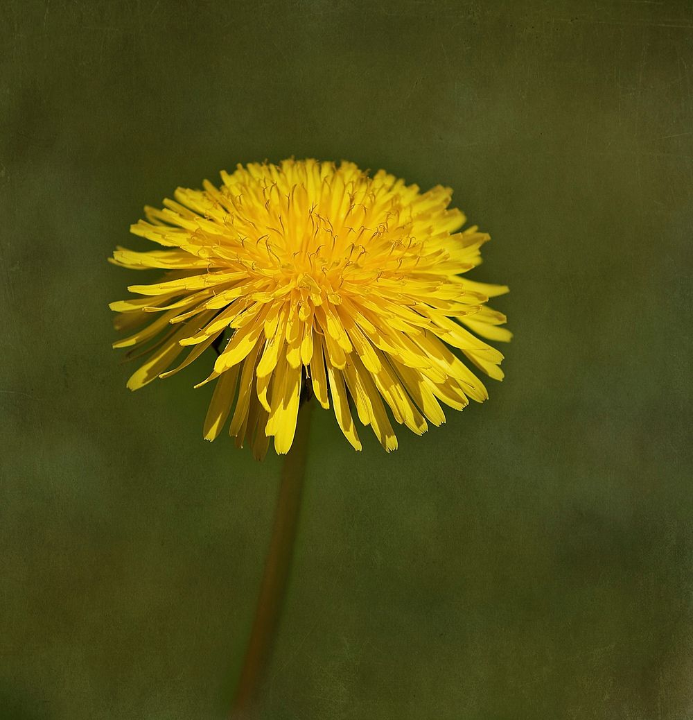 Free yellow dandelion image, public domain flower CC0 photo.