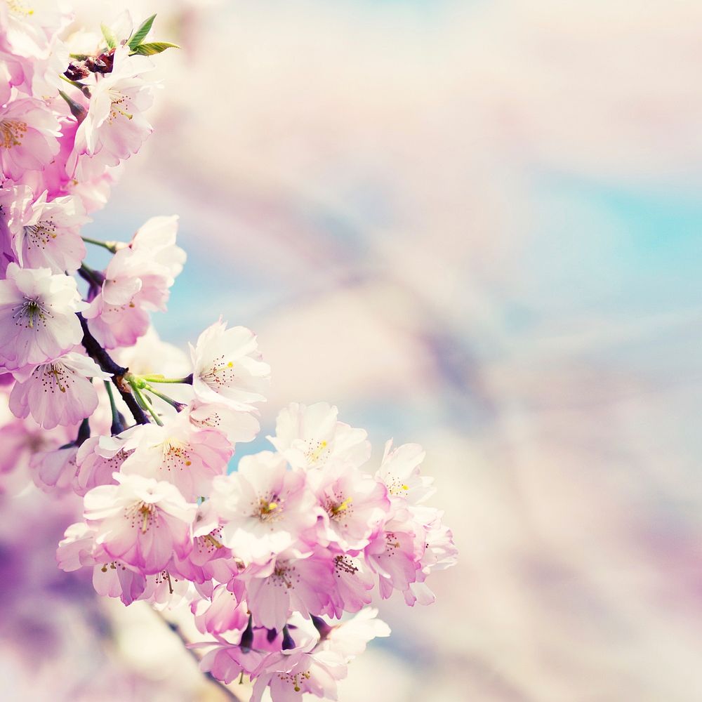 Free pink cherry blossom image, public domain flower CC0 photo.