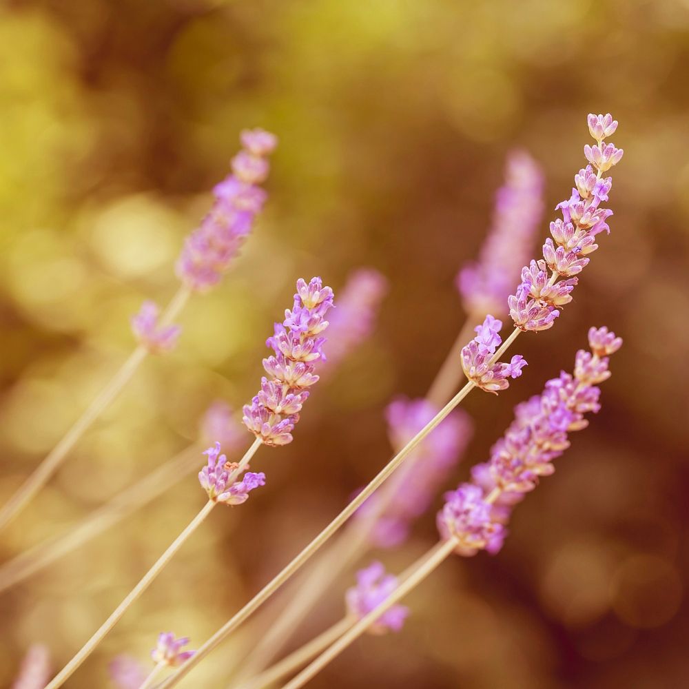 Free lavender image, public domain flower CC0 photo.