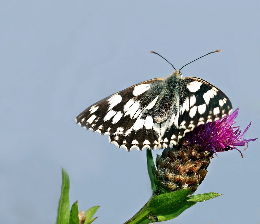 Free butterfly and flower image, public domain animal CC0 photo.