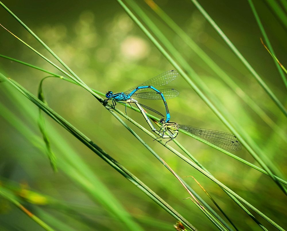 Free dragonfly image, public domain animal CC0 photo.