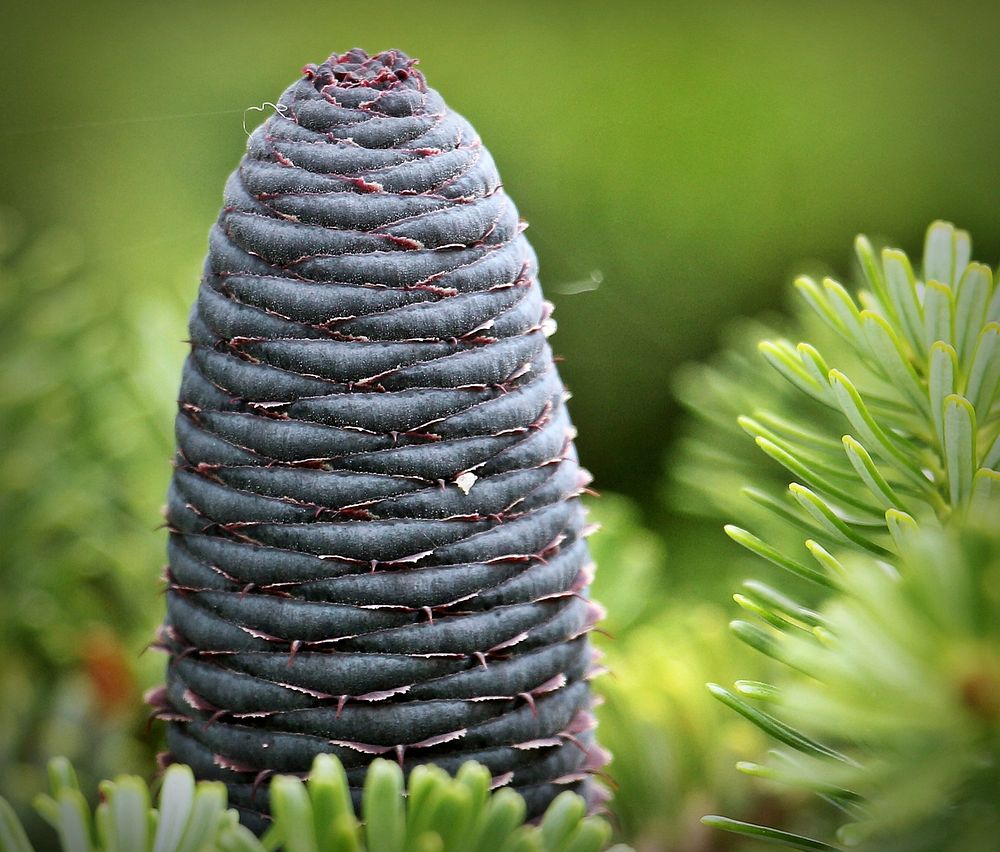 Free conifer cone image, public domain botanical CC0 photo.
