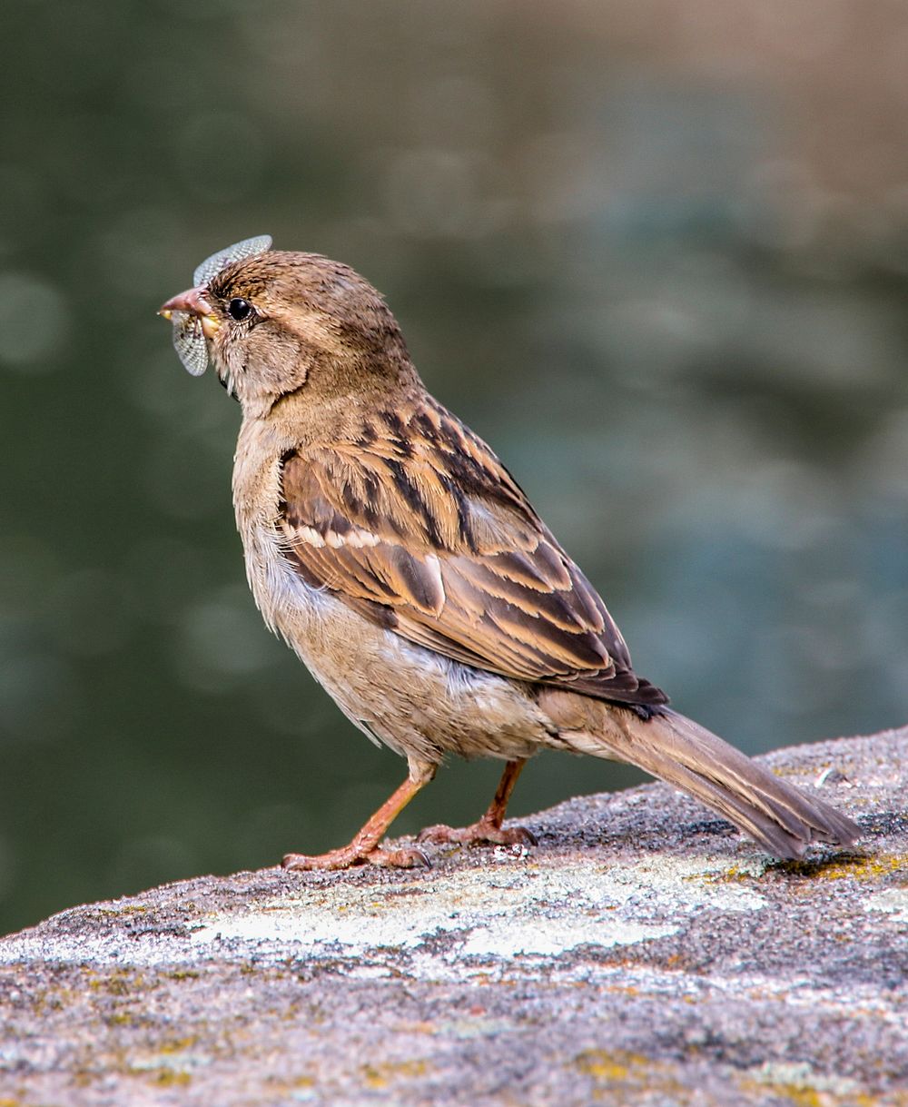 Free close up sparrow image, public domain CC0 photo.