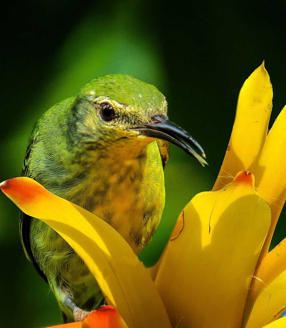 Free close up little green bird image, public domain animal CC0 photo.