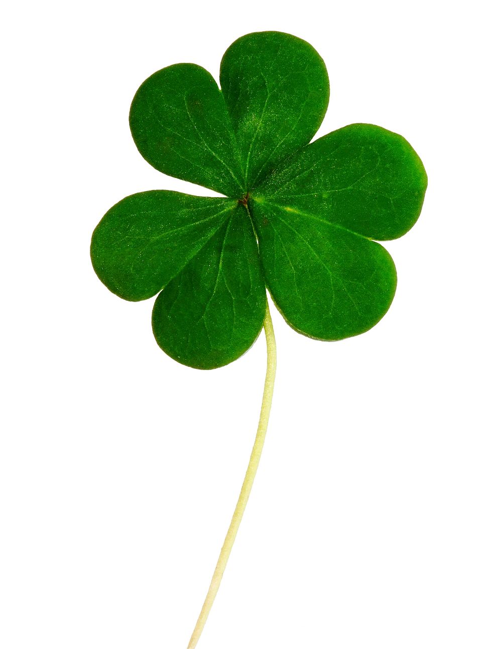 Free clover leaf image, public | Free Photo - rawpixel