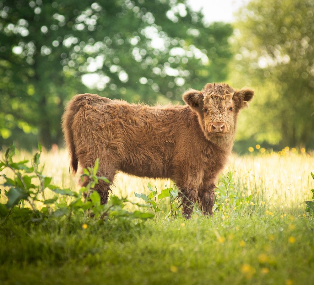 Free young cow standing on grass image, public domain animal CC0 photo.