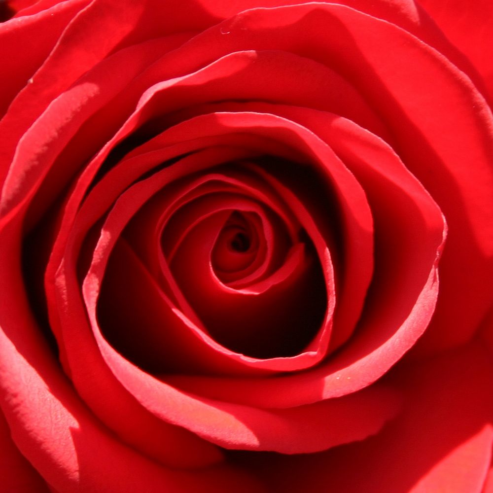 Free red rose image, public domain flower CC0 photo.