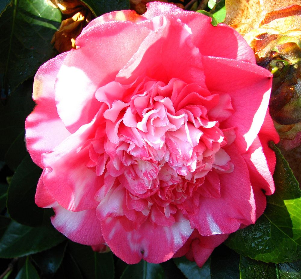 pink-and-white camellia