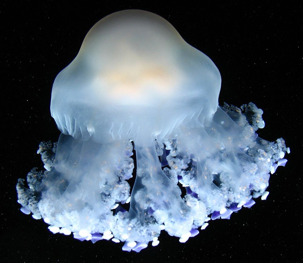Free jellyfish image, public domain sea animal CC0 photo.