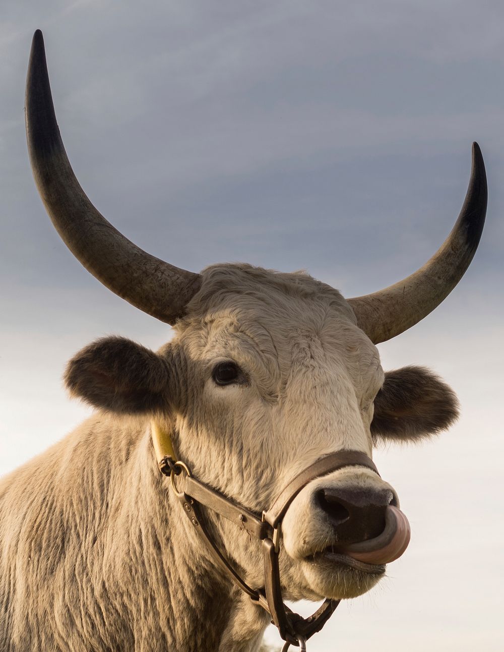 Free bull cow licking its nose image, public domain animal CC0 photo.