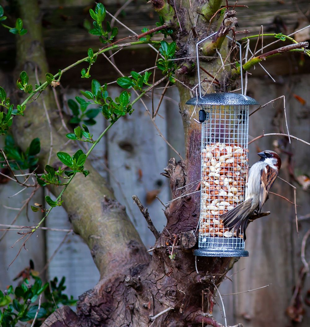 Male sparrow on bird feeder with peanuts