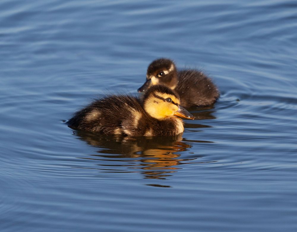 Free close up of 2 duck chicks on water image, public domain animal CC0 photo.