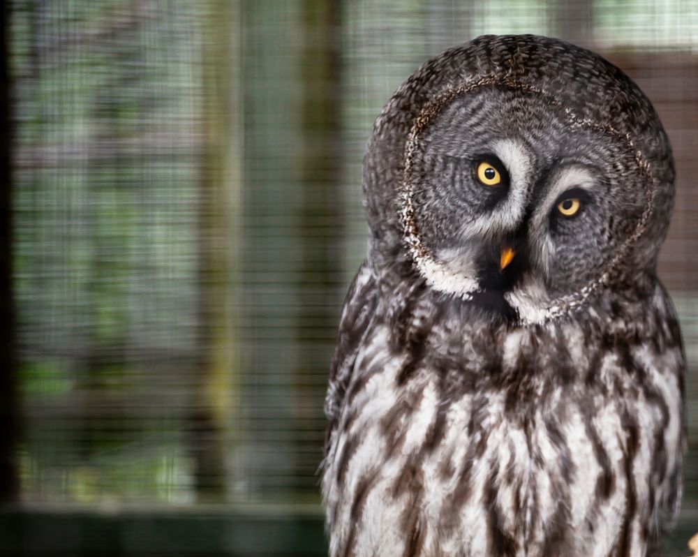 Free owl face image, public domain animal CC0 photo.